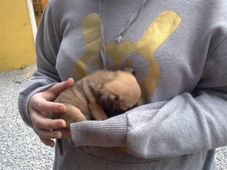Mops Tayson - Da mor holdte mig for første gang. <3 billede 5