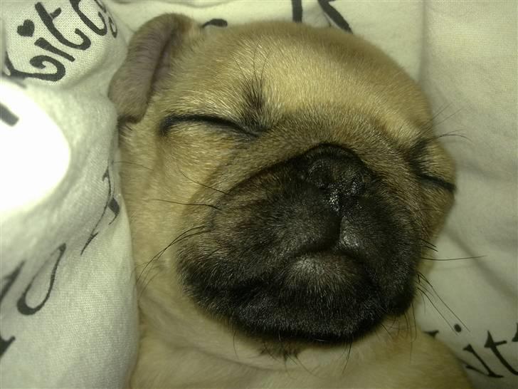 Mops Tayson - Tayson billede 6