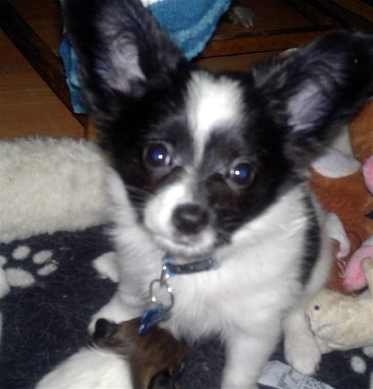 Papillon Luca billede 1