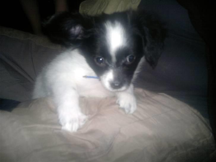 Papillon Luca billede 3