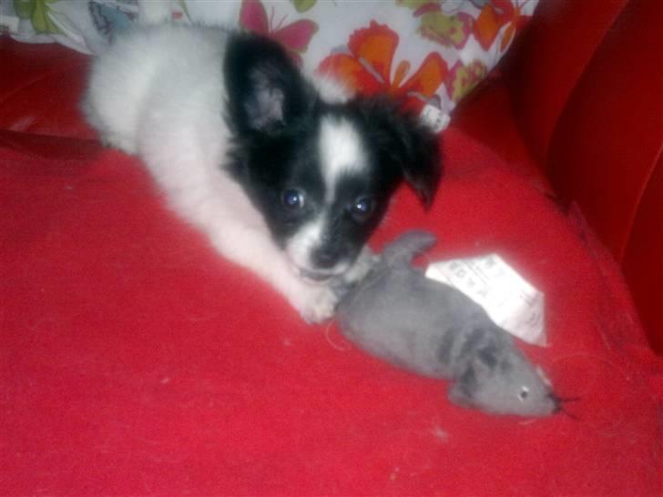 Papillon Luca billede 4