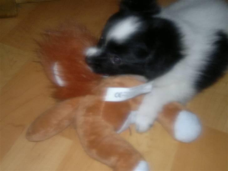 Papillon Luca billede 5