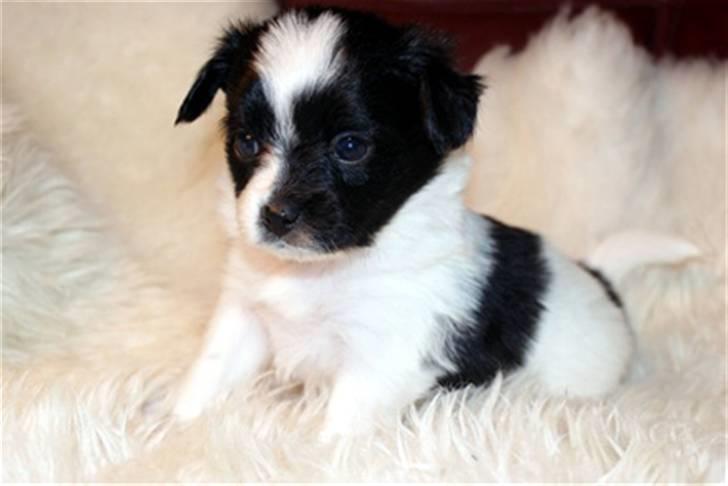 Papillon Luca billede 6