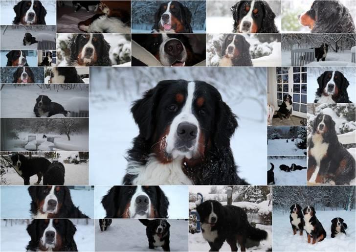 Berner sennenhund Janus - Janus 9 mdr billede 10