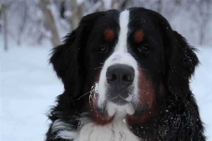 Berner sennenhund Janus - Janus 9 mdr billede 11