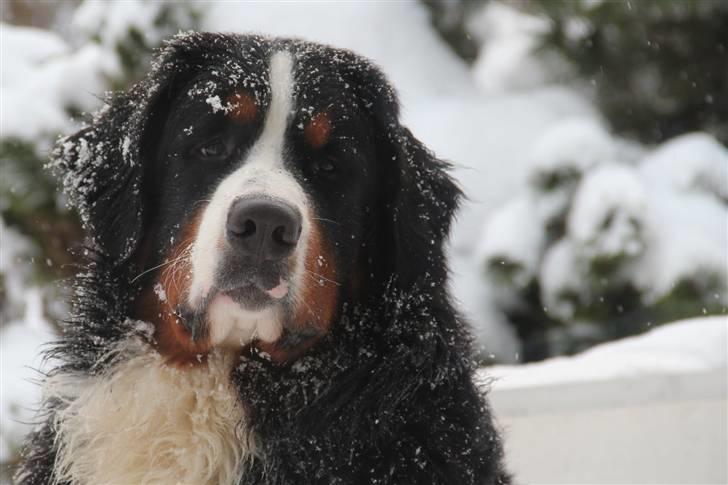 Berner sennenhund Janus - Janus 9 mdr billede 18