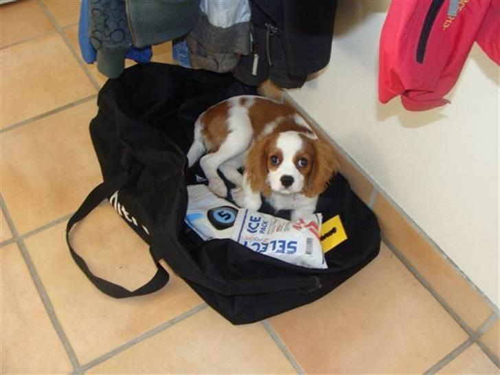 Cavalier king charles spaniel Cavanuggis Ally billede 13