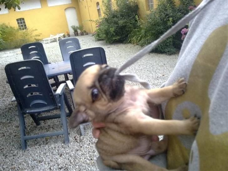 Mops Tayson - Tayson billede 7