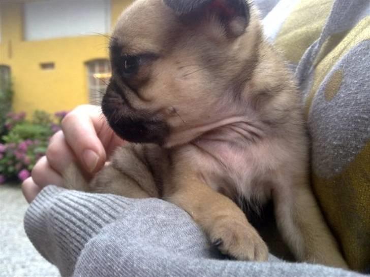 Mops Tayson - Tayson var den mindste i kuldet. Da vi hentede ham 8 uger gammel vejede han 700 gram. billede 8