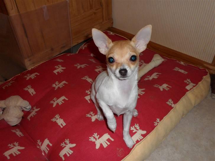 Chihuahua Number One billede 8