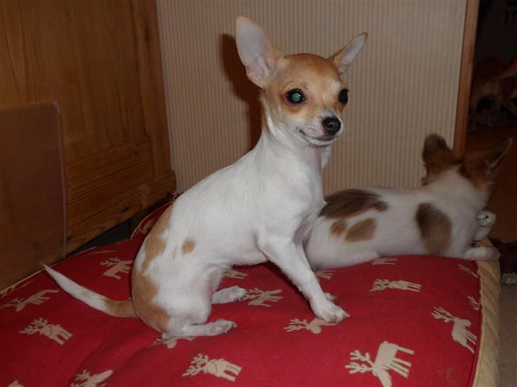 Chihuahua Number One billede 9