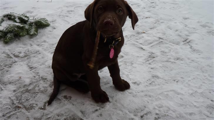 Labrador retriever KASJA * Solgt d.19 - 02 - 2012* - Kasja ude i sneen :-) billede 8