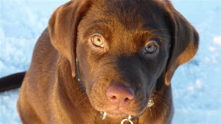 Labrador retriever KASJA * Solgt d.19 - 02 - 2012* - Mig & Kasja :-)      Jeg elsker dig prinsesse :-* billede 9