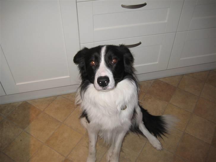 Border collie Bodha billede 6