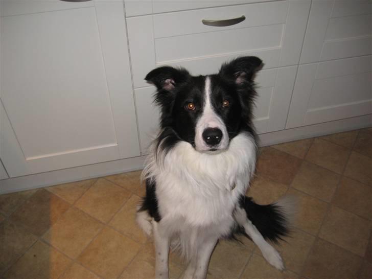 Border collie Bodha billede 7