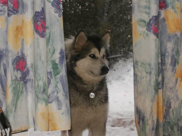 Alaskan malamute Malou billede 1