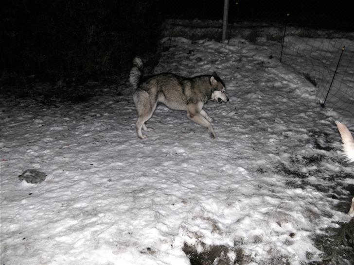 Alaskan malamute Malou billede 2