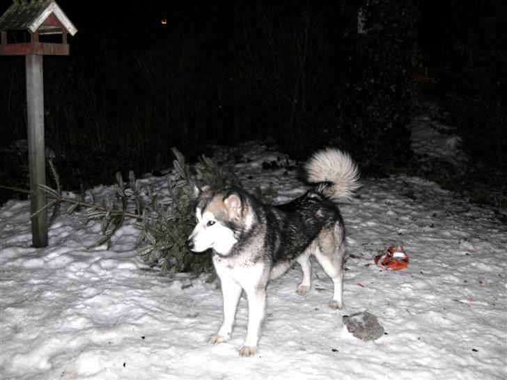 Alaskan malamute Malou billede 3