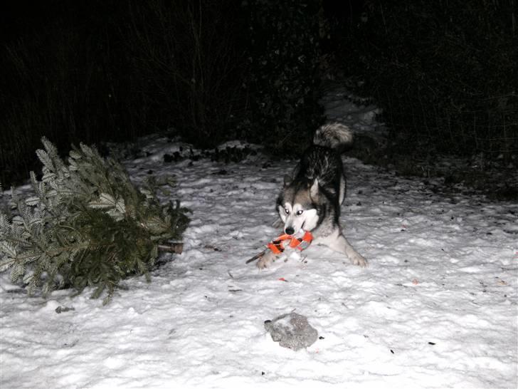 Alaskan malamute Malou billede 4