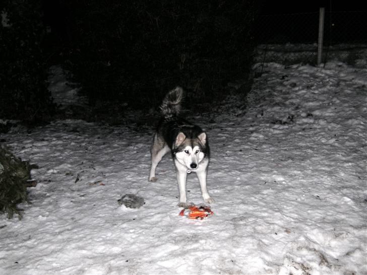 Alaskan malamute Malou billede 5