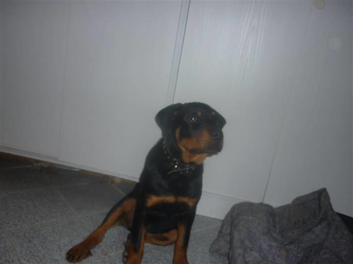 Rottweiler ballou billede 14