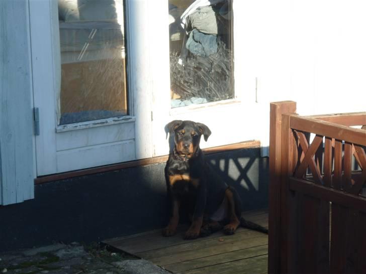 Rottweiler ballou billede 15