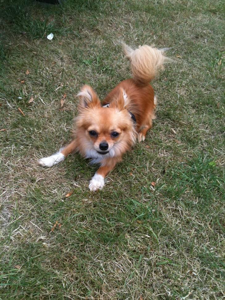 Chihuahua Loui billede 1