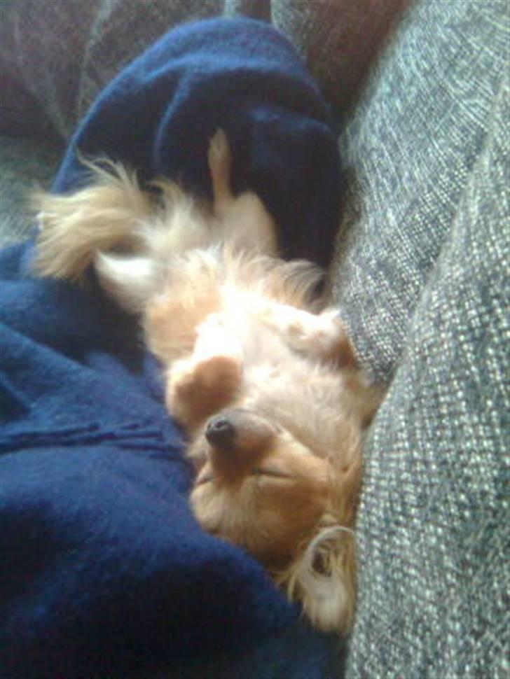 Chihuahua Loui billede 2