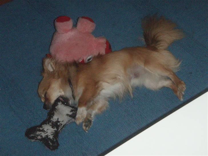 Chihuahua Loui billede 3