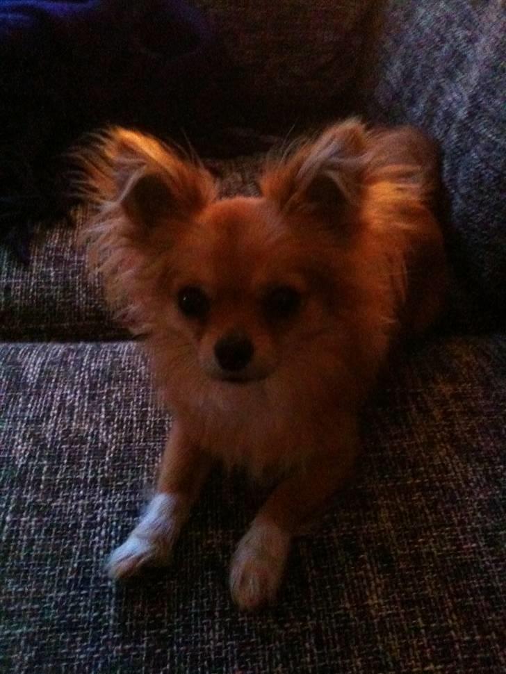 Chihuahua Loui billede 4