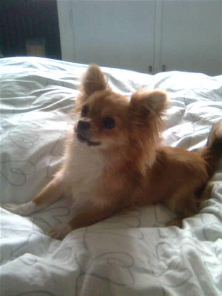 Chihuahua Loui billede 5