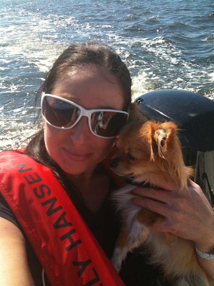 Chihuahua Loui billede 6