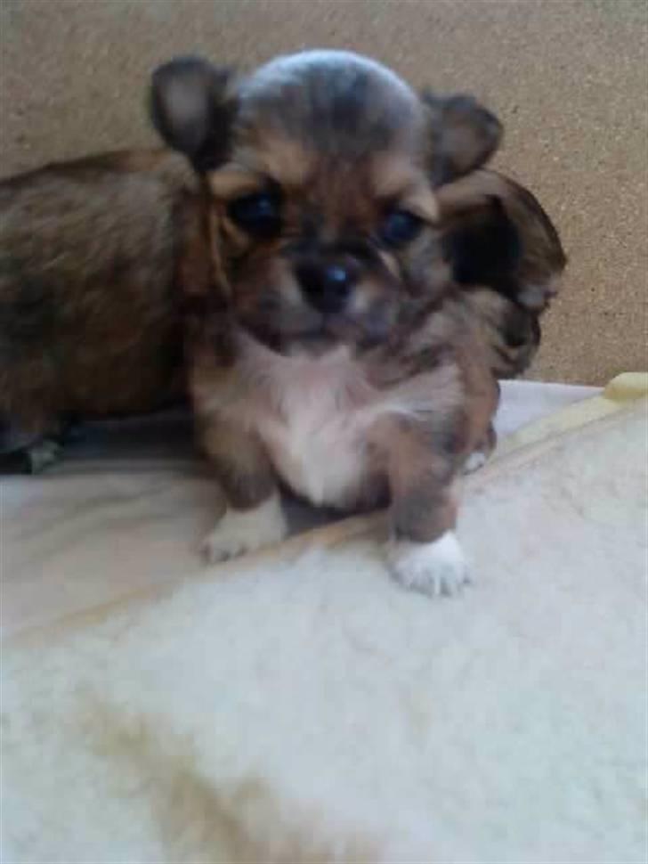 Chihuahua Loui billede 7