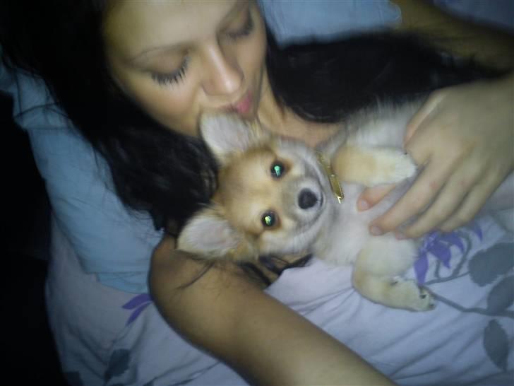 Blanding af racer Baliey billede 12