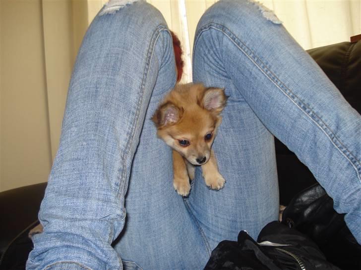 Blanding af racer Baliey billede 13