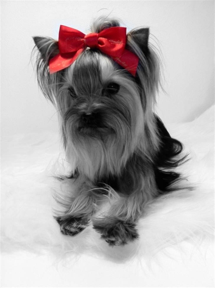 Yorkshire terrier Chili billede 20