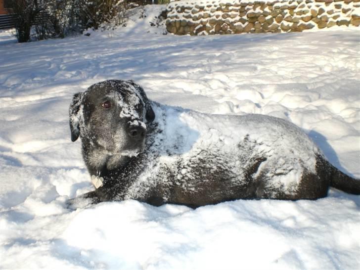 Blanding af racer Basse billede 6