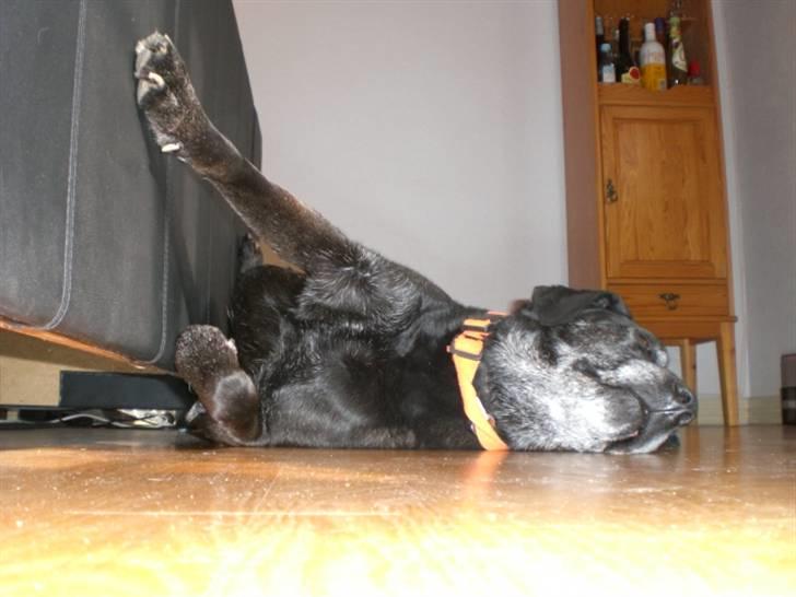 Blanding af racer Basse billede 7