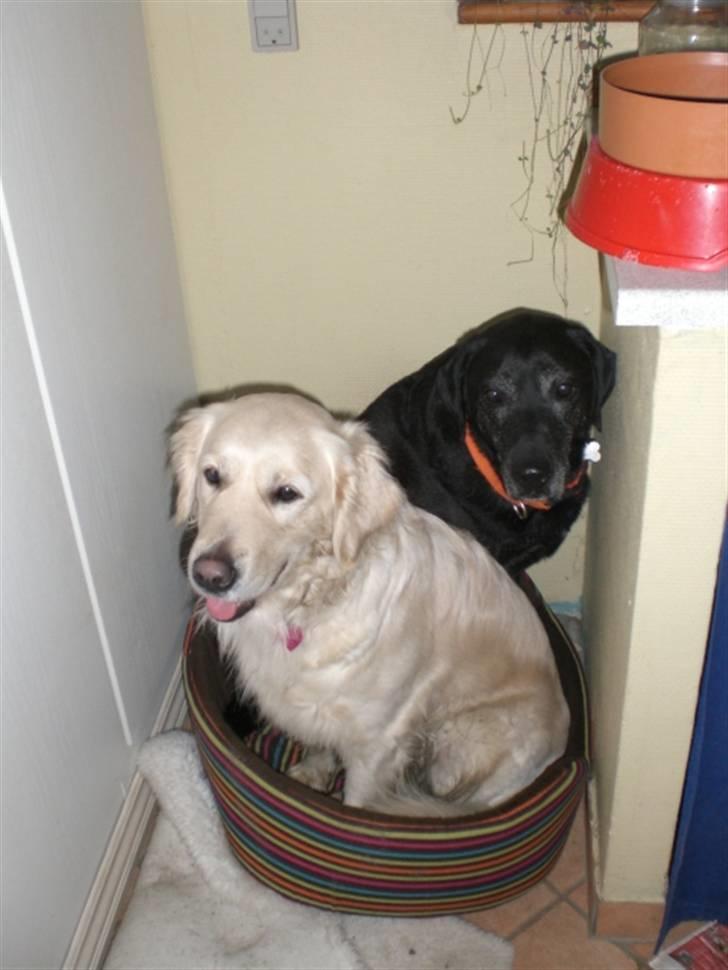 Blanding af racer Basse billede 8