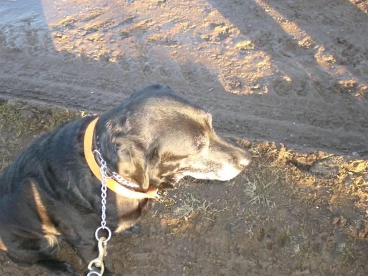 Blanding af racer Basse billede 9