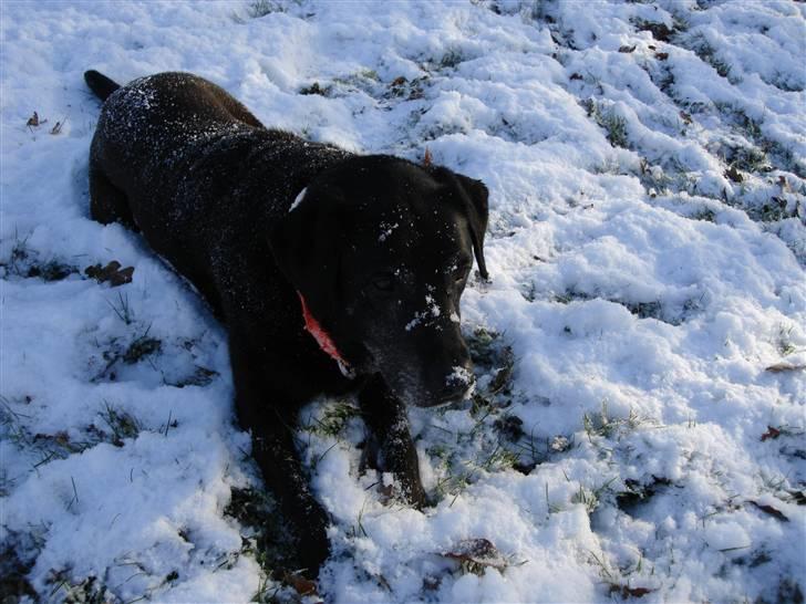 Blanding af racer Basse billede 10