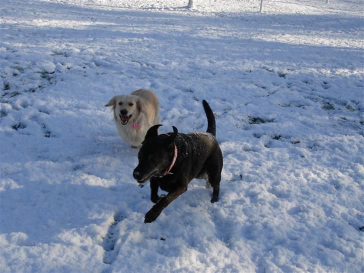 Blanding af racer Basse billede 11