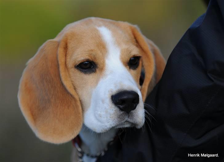 Beagle Bella billede 1