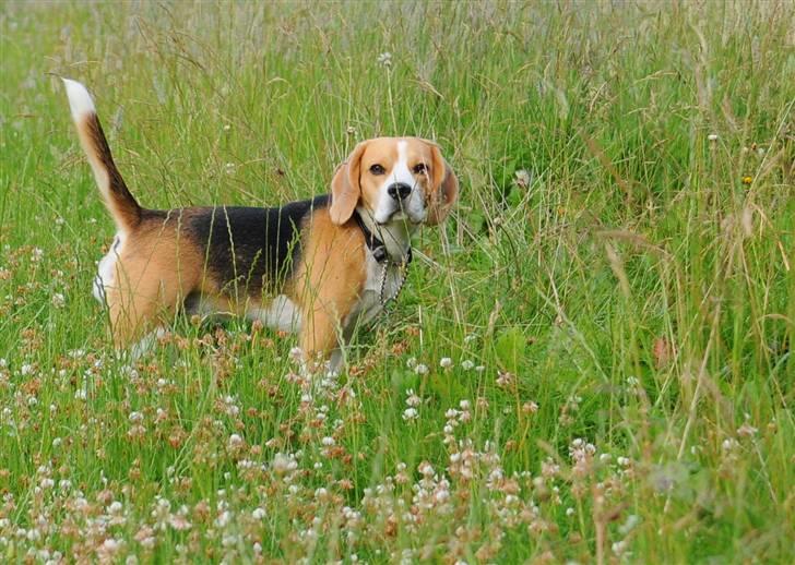 Beagle Bella billede 2