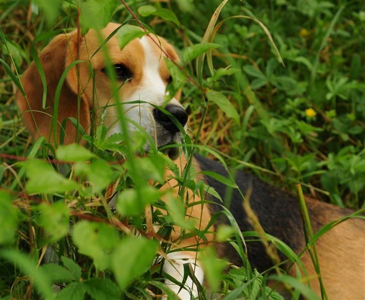 Beagle Bella billede 4