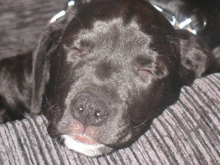 Blanding af racer King billede 8