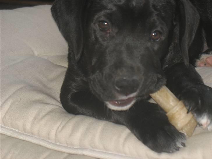 Blanding af racer King billede 9