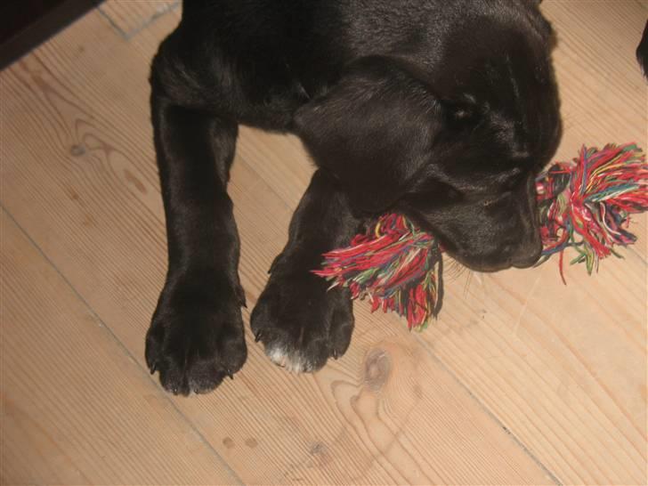 Blanding af racer King billede 10