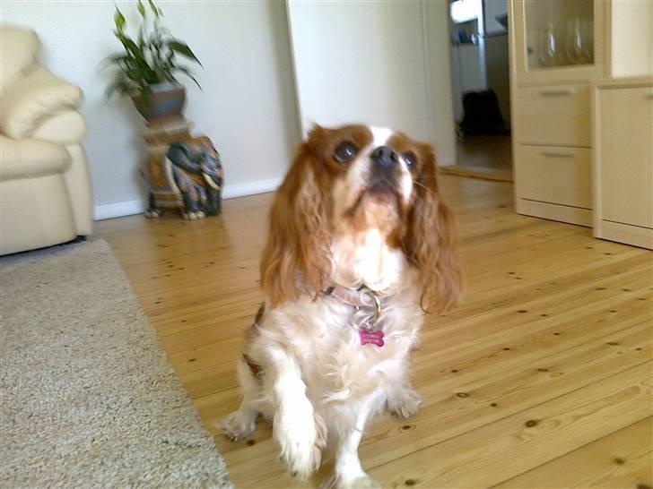 Cavalier king charles spaniel Molly <3 <3 :* billede 1