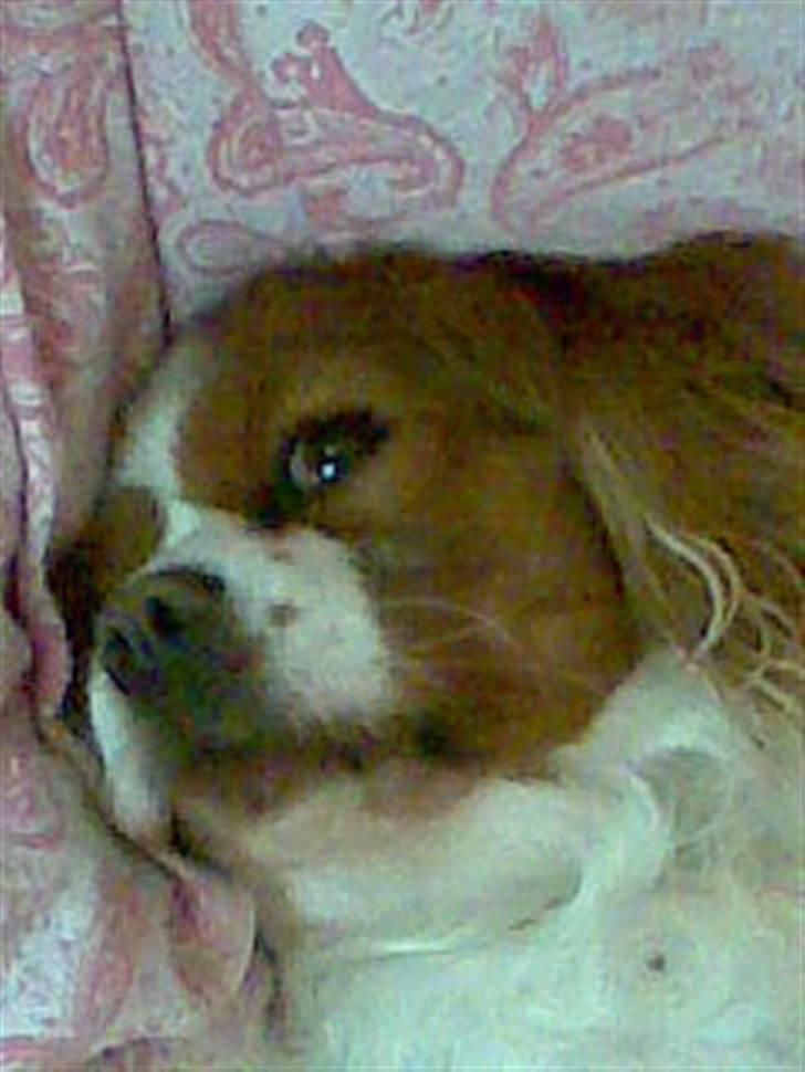 Cavalier king charles spaniel Molly <3 <3 :* billede 2